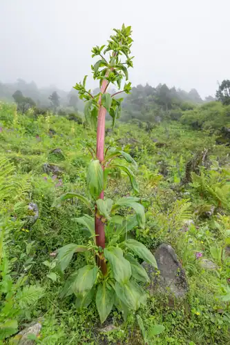 Foto dokumenter Swertia hookeri