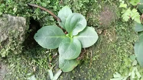 Foto dokumenter Swertia shintenensis