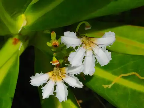 Foto dokumenter Scaevola taccada