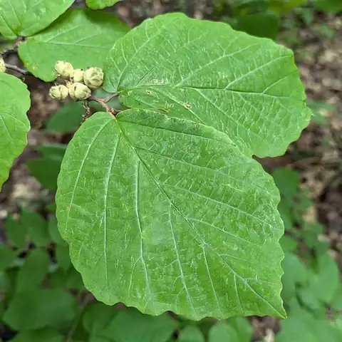 Foto dokumenter Hamamelis virginiana