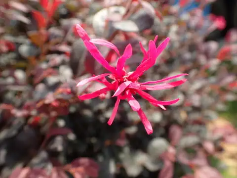 Foto dokumenter Loropetalum chinense