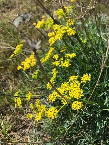 Foto dokumenter Lomatium laevigatum