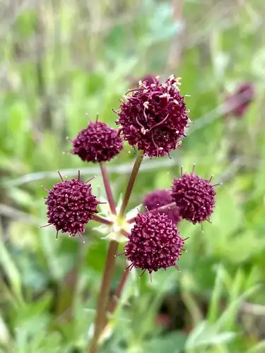 Foto dokumenter Sanicula bipinnatifida