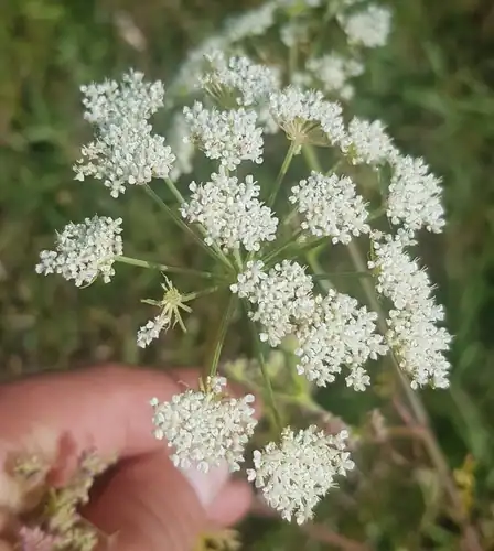 Foto dokumenter Pimpinella thellungiana