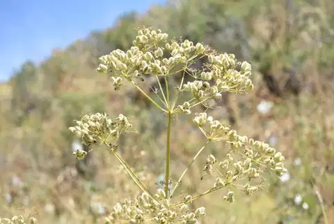Foto dokumenter Prangos pabularia