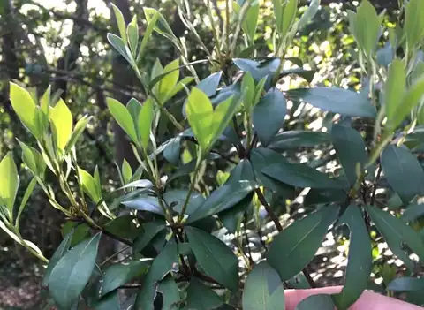 Foto dokumenter Litsea rotundifolia