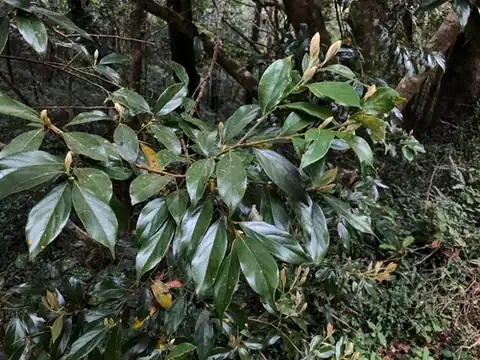 Foto dokumenter Lindera communis