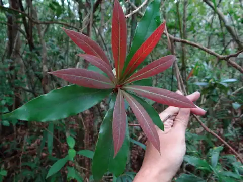 Foto dokumenter Litsea acutivena