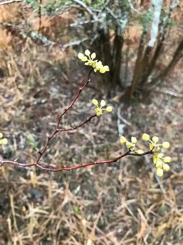 Foto dokumenter Litsea aestivalis