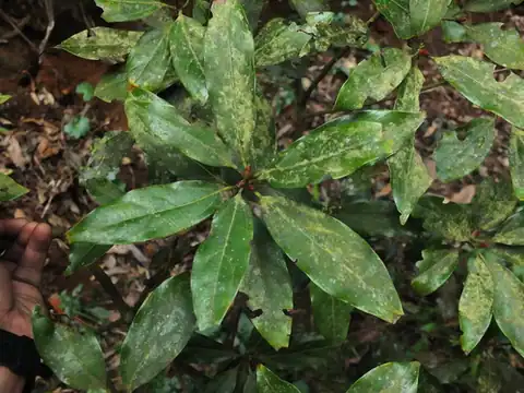 Foto dokumenter Neolitsea zeylanica