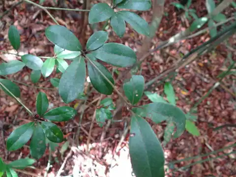 Foto dokumenter Neolitsea buisanensis