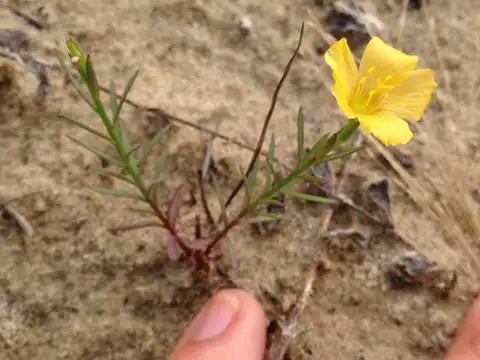Foto dokumenter Linum alatum