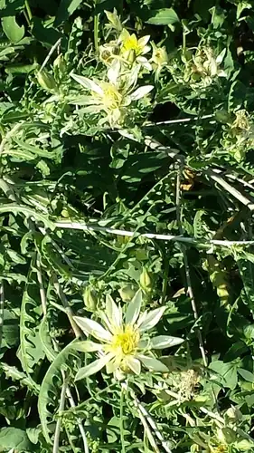 Foto dokumenter Mentzelia multiflora