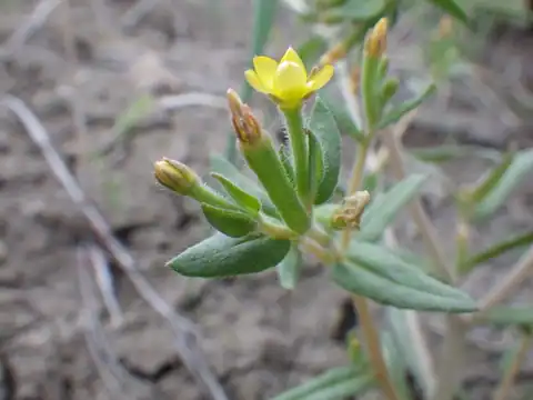 Foto dokumenter Mentzelia dispersa