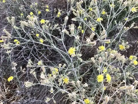 Foto dokumenter Mentzelia longiloba