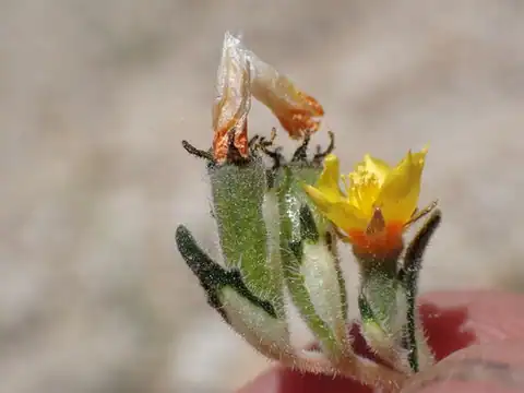Foto dokumenter Mentzelia montana