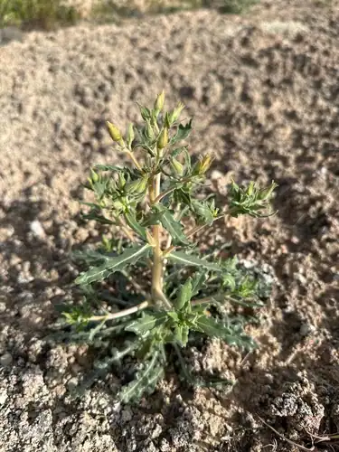 Foto dokumenter Mentzelia pterosperma