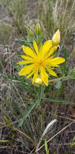 Foto dokumenter Mentzelia speciosa