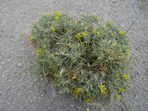 Foto dokumenter Mentzelia torreyi