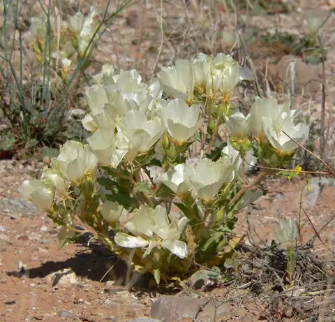 Foto dokumenter Mentzelia tricuspis