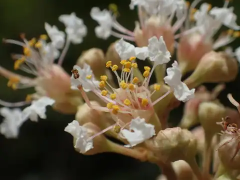 Foto dokumenter Lagerstroemia subcostata