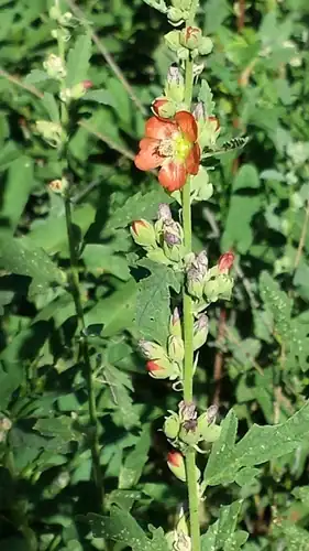 Foto dokumenter Sphaeralcea fendleri