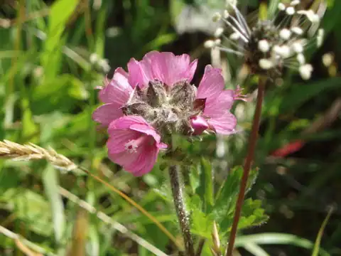 Foto dokumenter Sidalcea hirtipes