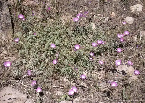 Foto dokumenter Sidalcea multifida