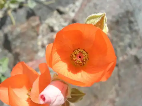 Foto dokumenter Sphaeralcea emoryi