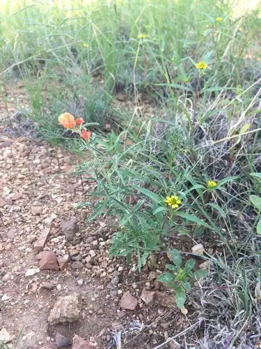Foto dokumenter Sphaeralcea digitata