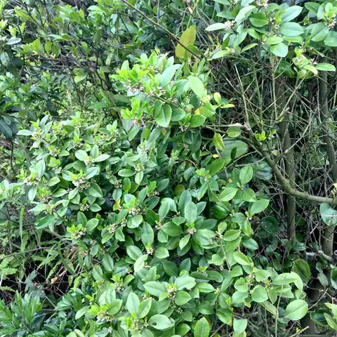 Foto dokumenter Ilex viridis