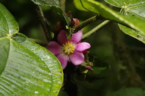 Foto dokumenter Blakea tuberculata