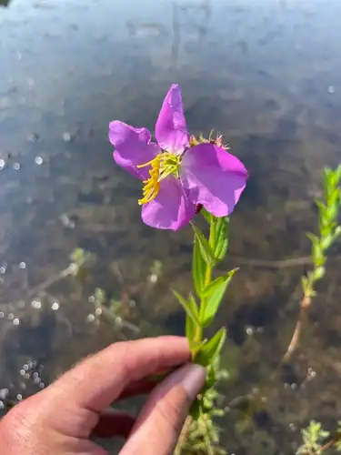 Foto dokumenter Rhexia aristosa