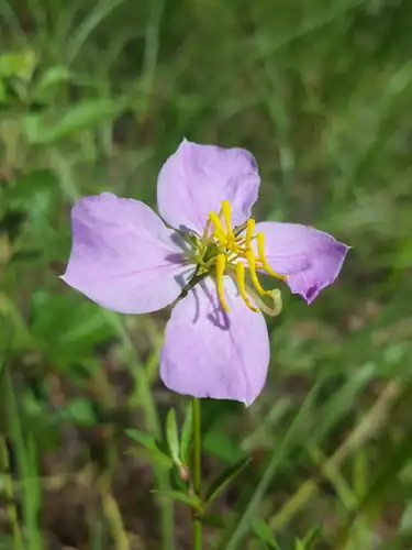 Foto dokumenter Rhexia mariana