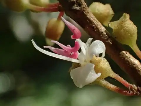 Foto dokumenter Blastus cochinchinensis