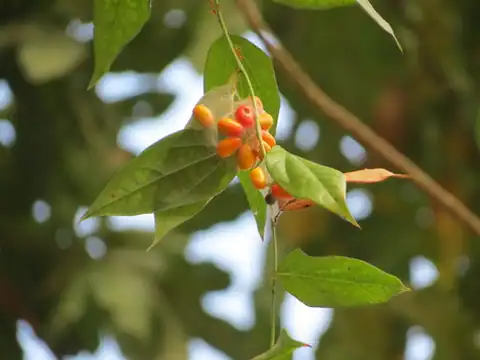 Foto dokumenter Tiliacora acuminata