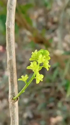 Foto dokumenter Tinospora cordifolia