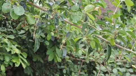 Foto dokumenter Maclura africana
