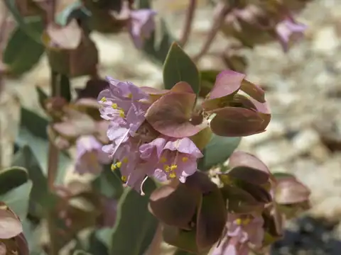 Foto dokumenter Mirabilis alipes