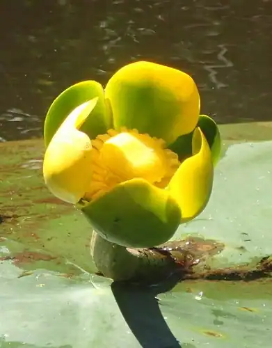 Foto dokumenter Nuphar advena