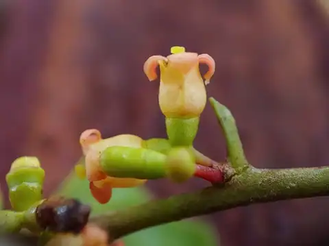 Foto dokumenter Schoepfia obovata