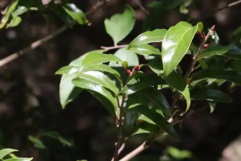Foto dokumenter Schoepfia chinensis
