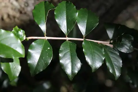 Foto dokumenter Olinia ventosa