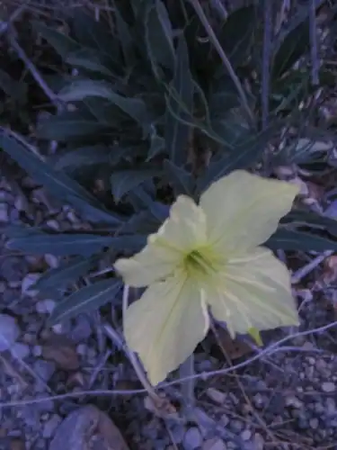 Foto dokumenter Oenothera brachycarpa