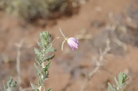 Foto dokumenter Oenothera engelmannii