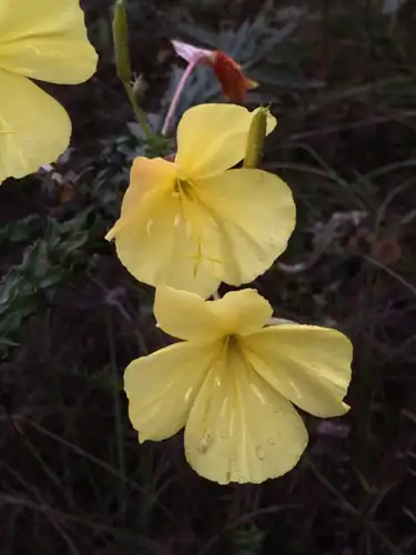 Foto dokumenter Oenothera heterophylla