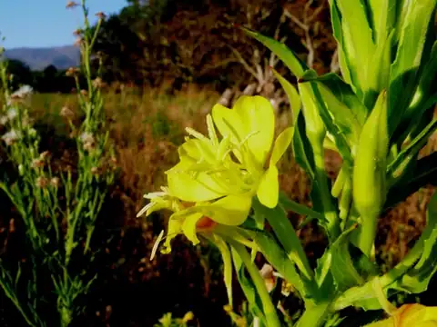 Foto dokumenter Oenothera jamesii