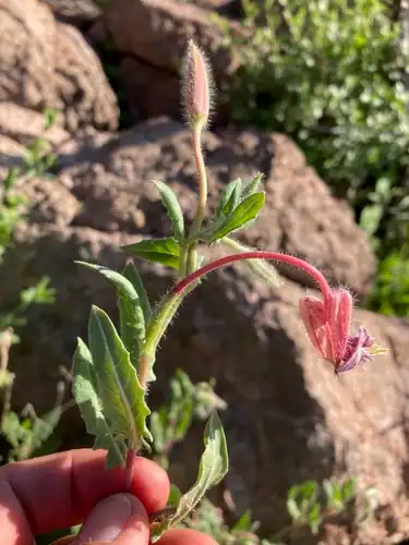 Foto dokumenter Oenothera neomexicana