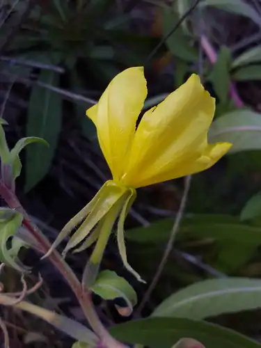 Foto dokumenter Oenothera organensis