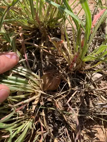 Foto dokumenter Oenothera coryi